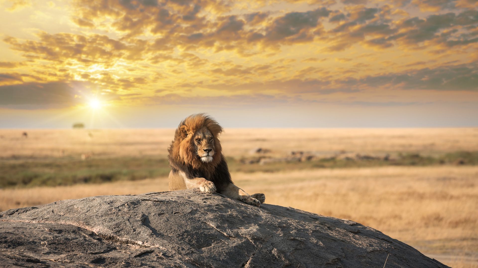 Lion resting on a rock in Serengeti National Park